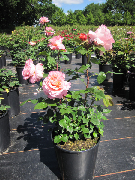 Rosa Augusta Luise